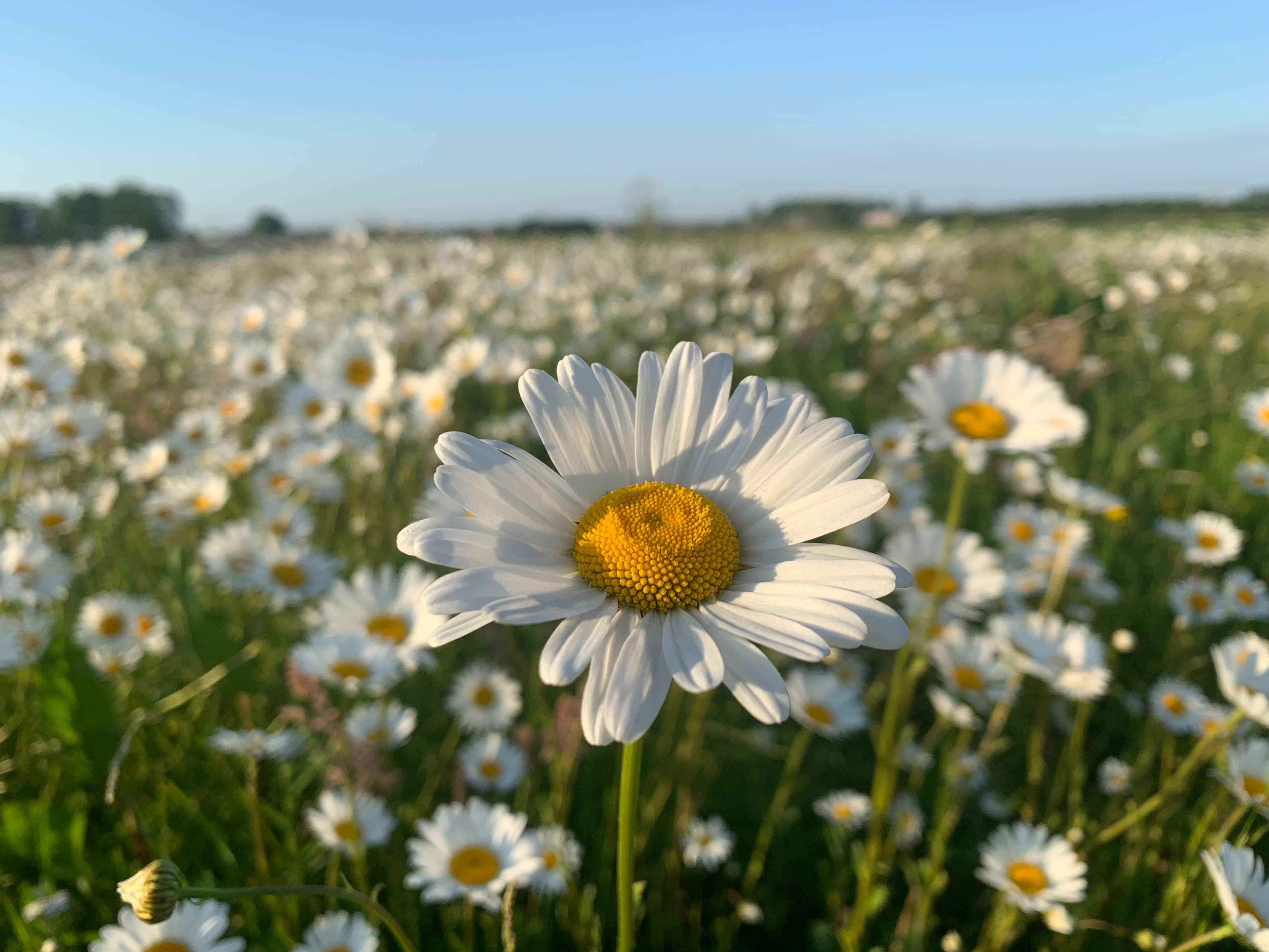 Bloemenveld met madeliefjes