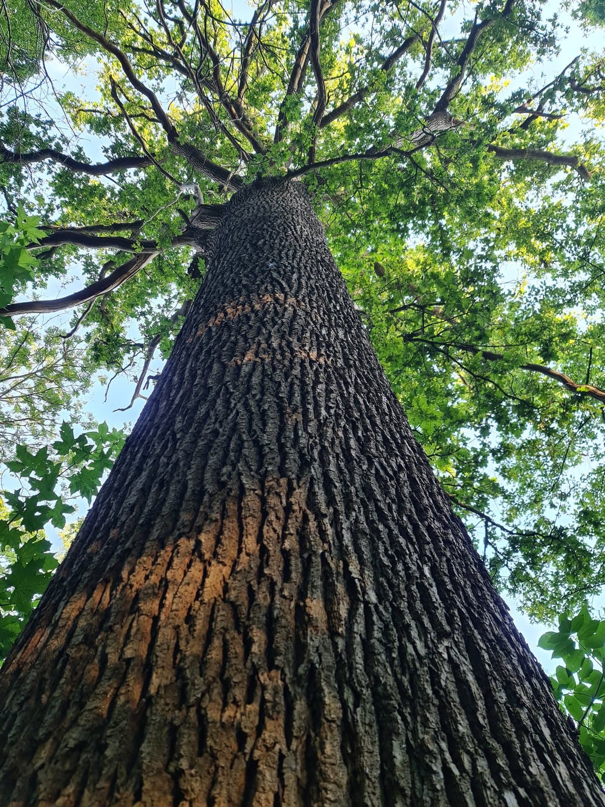 Vanuit kikkerperspectief omhoog langs een dikke boomstam naar de kruin - de geest reikt naar boven