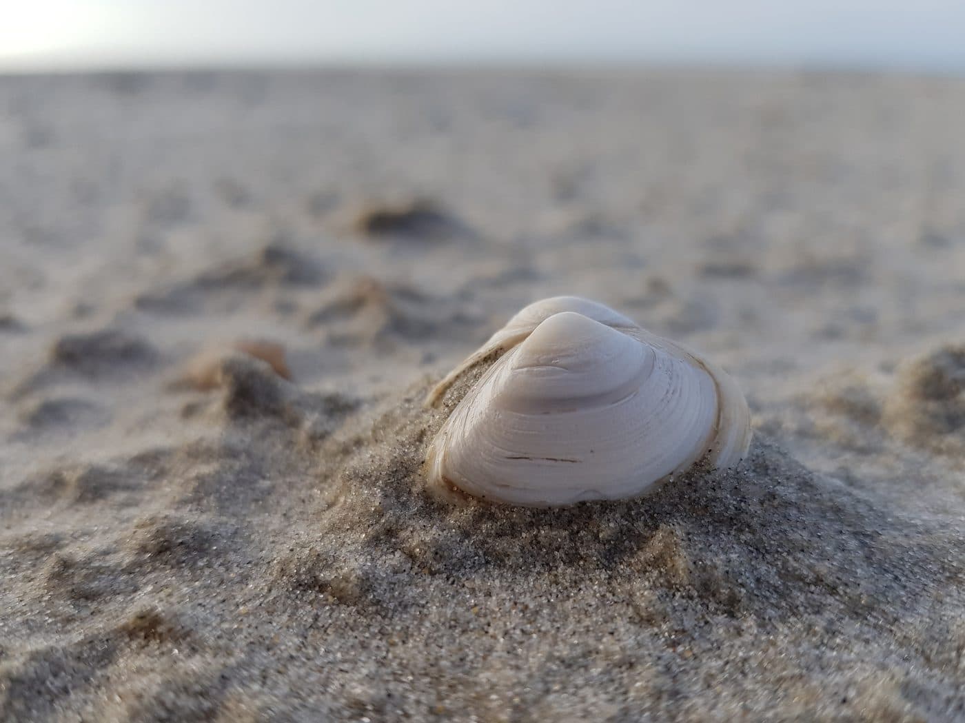 Een schelp ligt veilig in het zand