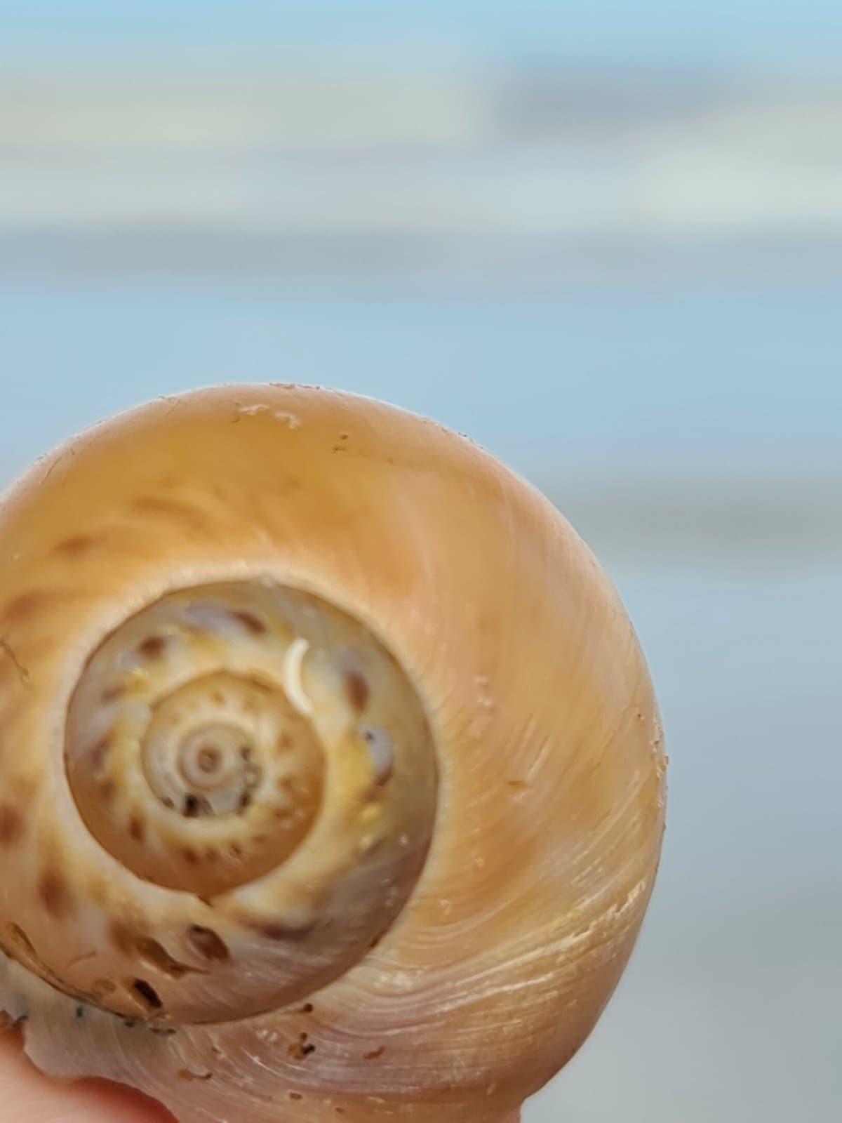 Close-up van de spiraal in een schelp - beeld van de innerlijke reis