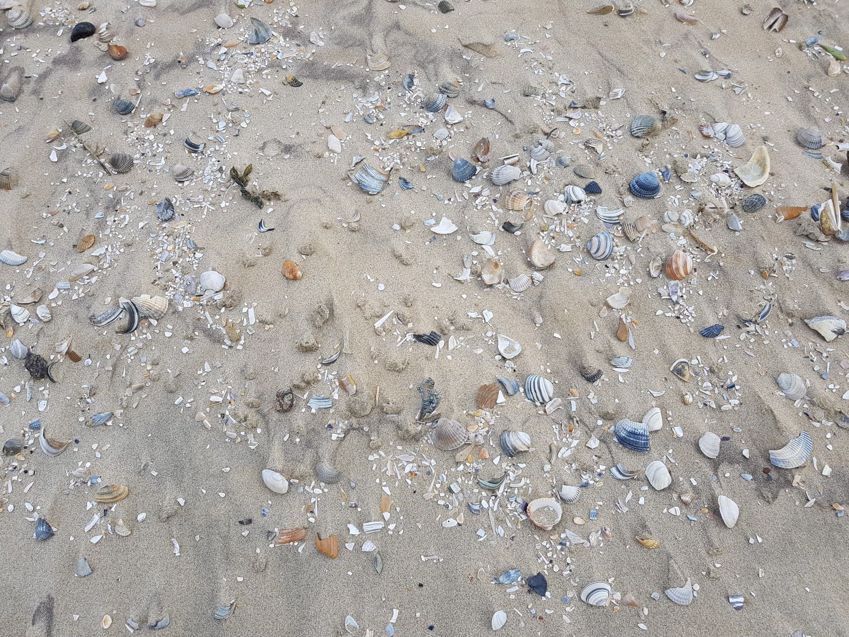 Schelpen op het strand, symbool voor de schatten die je kunt vinden
